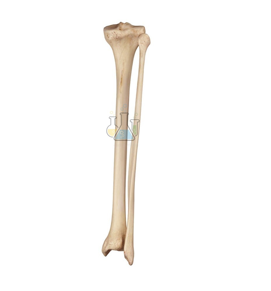 Lower leg bones (tibia and fibula) model